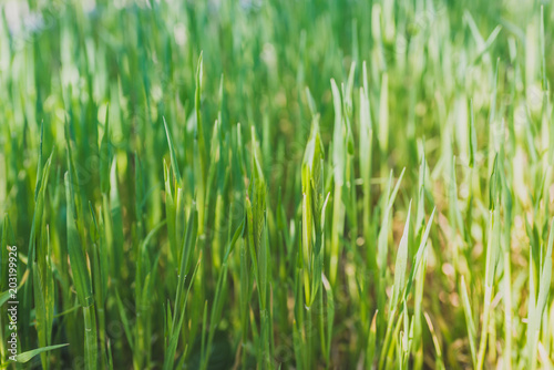 Abstract natural background. Green grass closeup.