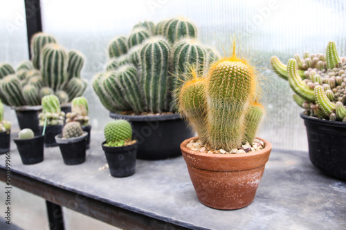 Small cactus in a pot