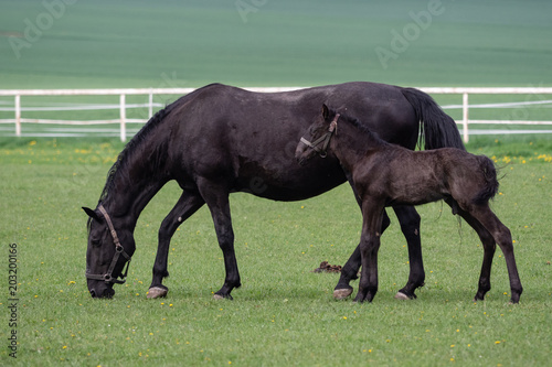 Schilderij op canvas Black kladrubian horse, mare with foal
