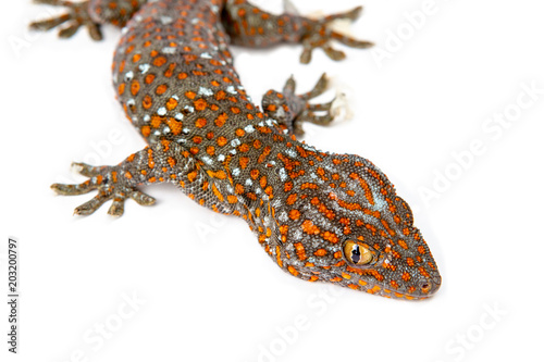 Head Gecko Red stripes on against white background