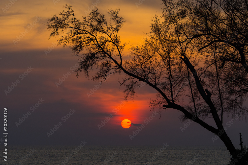 Beautiful natural sunset over sea with silhouette of tree