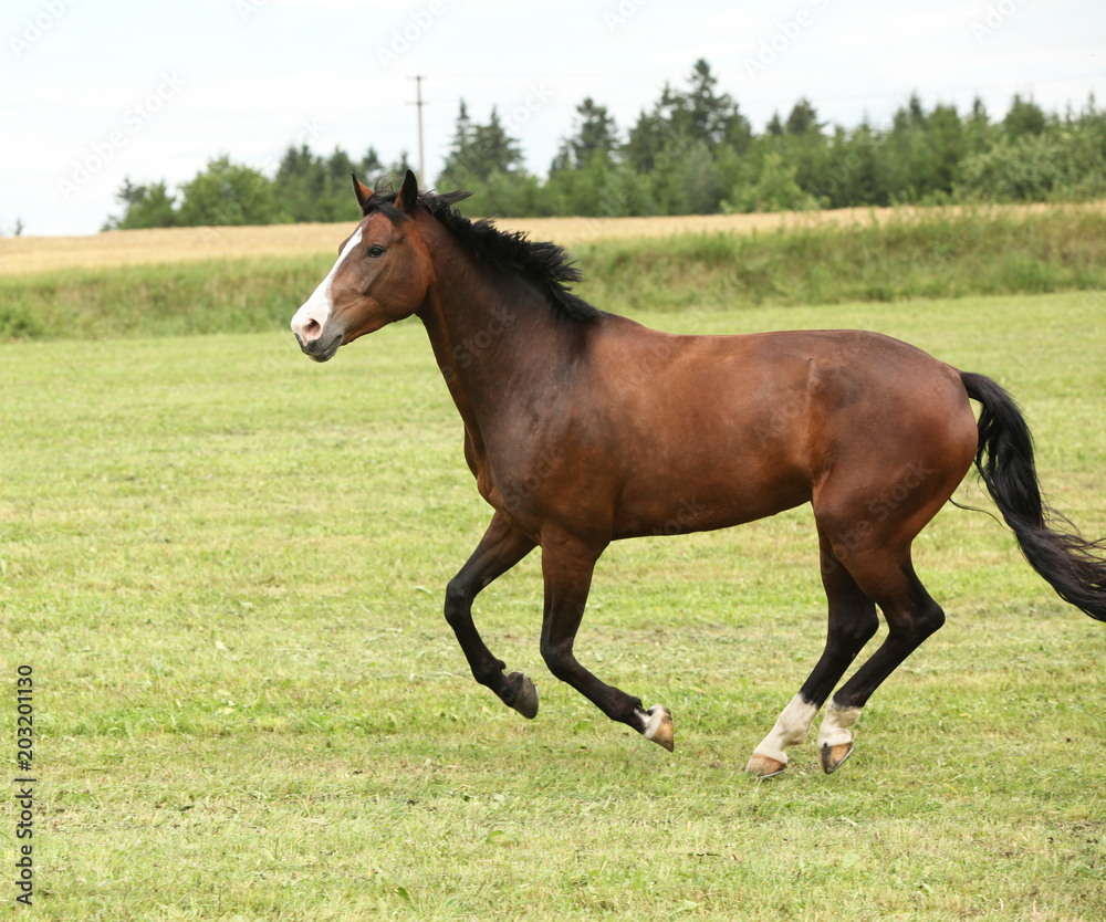 Beautiful brown horse running in freedom