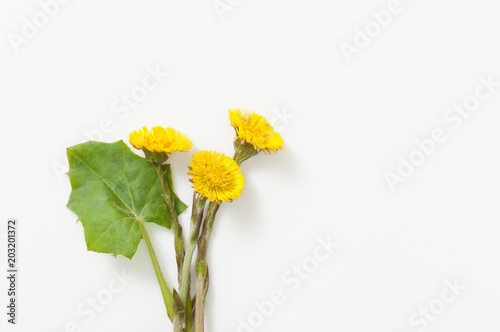 Coltsfoot with leaves and root on white background photo