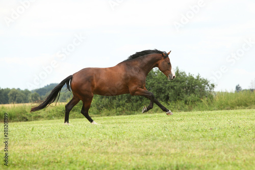 Beautiful brown horse running in freedom