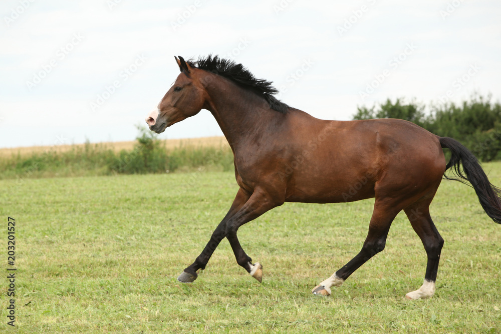 Beautiful brown horse running in freedom Beautiful brown horse running in freedom