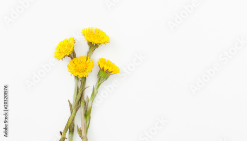 Flowers coltsfoot on white background photo