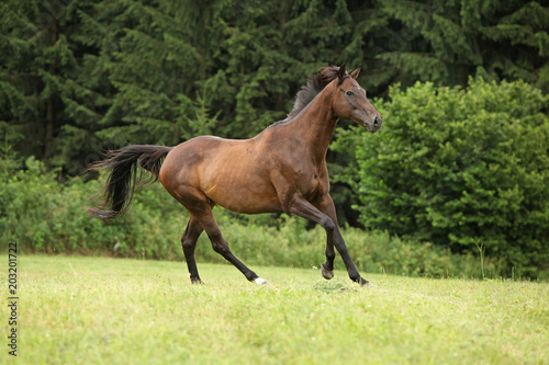 Amazing brown horse running alone © Zuzana Tillerova
