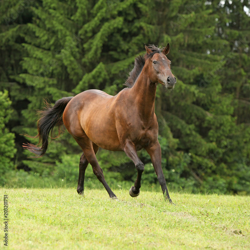 Amazing brown horse running alone