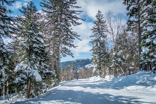 Obraz na plátne beautiful nature and scenery around snowshoe ski resort in cass west virginia