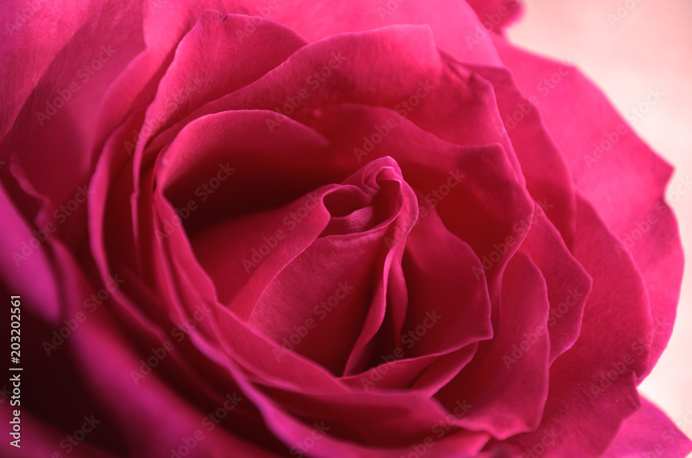 Red rose Red rose