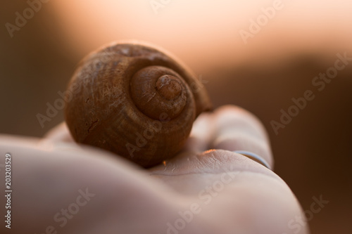 Man holding in hand old snail shell in glory of afternoon light.