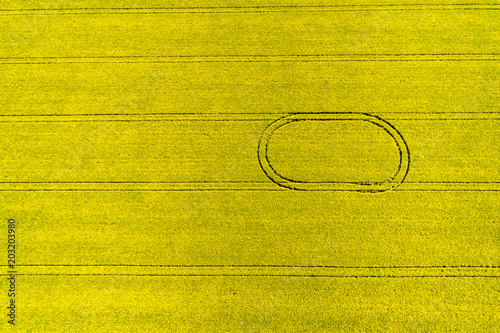 Aerial top view of rapeseed flower field in spring with combine tracks and agricultural countryside road