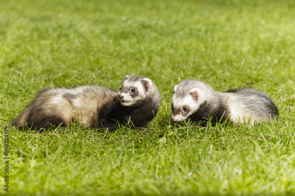 Nice ferret couple on fresh green grass in spring park Nice ferret couple on fresh green grass in spring park