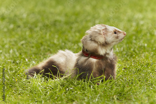 Nice angora ferret on fresh green grass in spring park © Couperfield