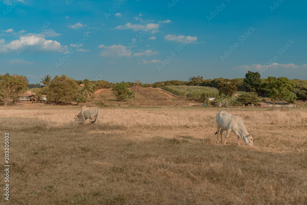 Landscape of grass field with Cambodian milk cow  during Sunset. Cambodia. Banlung. 