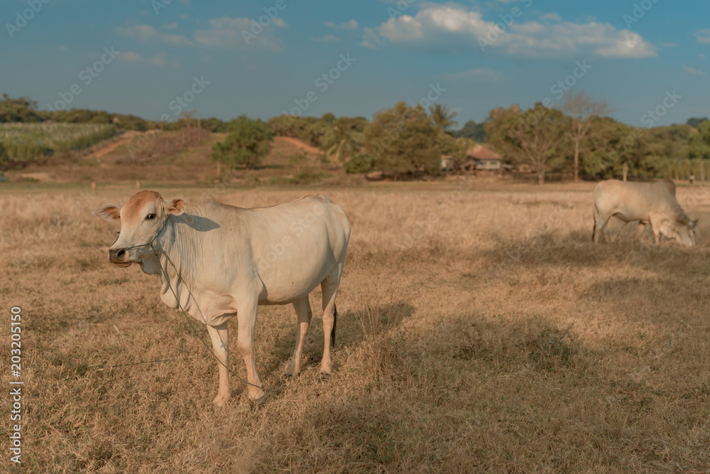 Landscape of grass field with Cambodian milk cow during Sunset. Cambodia. Banlung. Landscape of grass field with Cambodian milk cow during Sunset. Cambodia. Banlung.