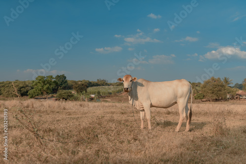 Landscape of grass field with Cambodian milk cow  during Sunset. Cambodia. Banlung. 