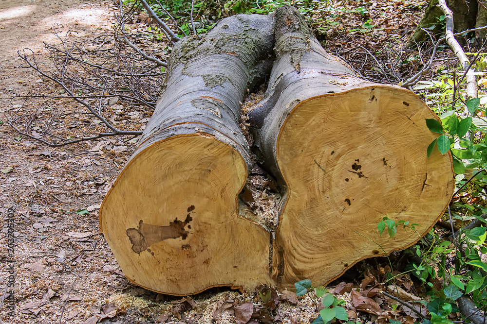 Fototapeta premium Pile of wood in the forest