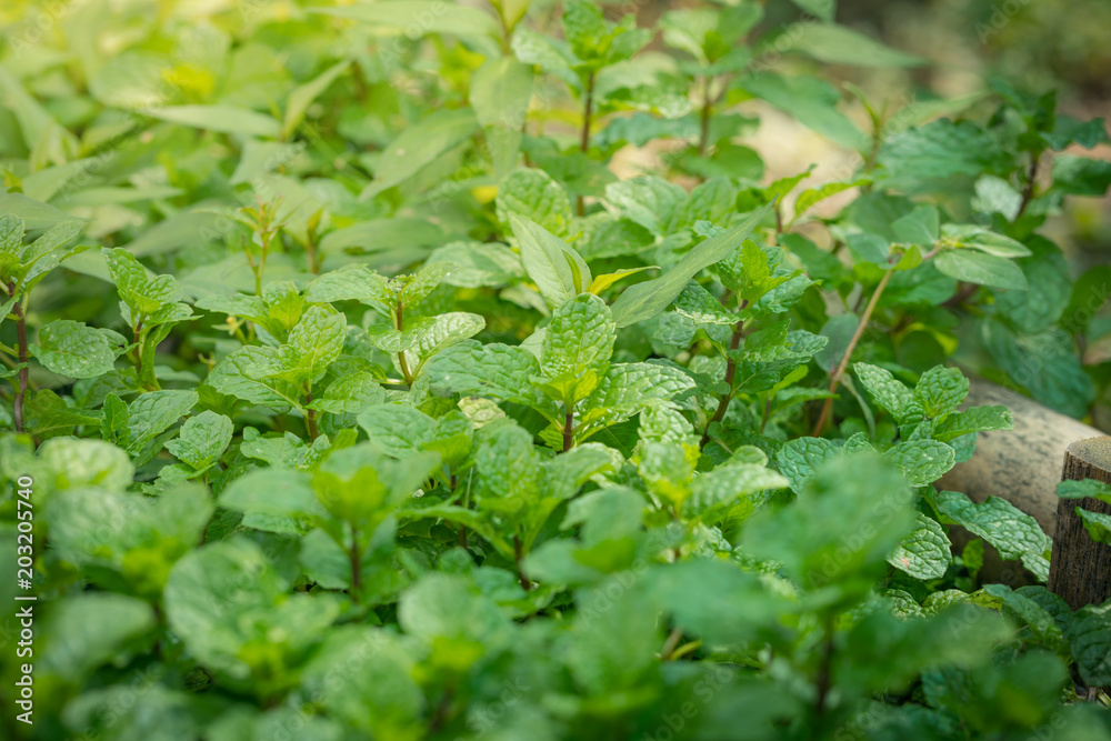 Green peppermint leaves