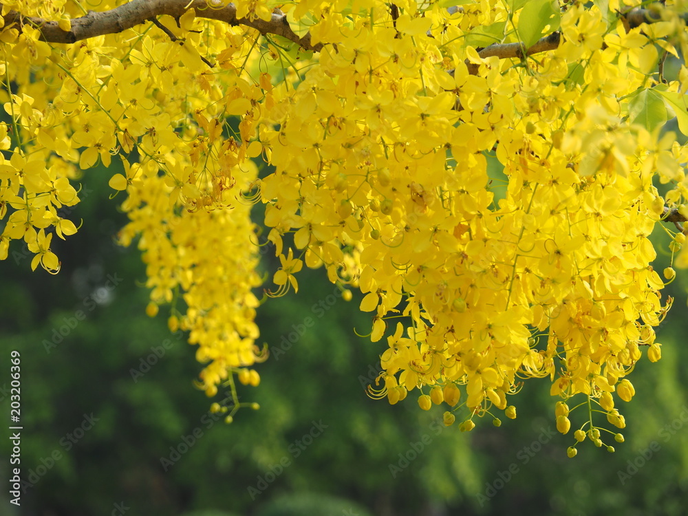 Foto de Yellow flowers that are inflorescence hanging from the