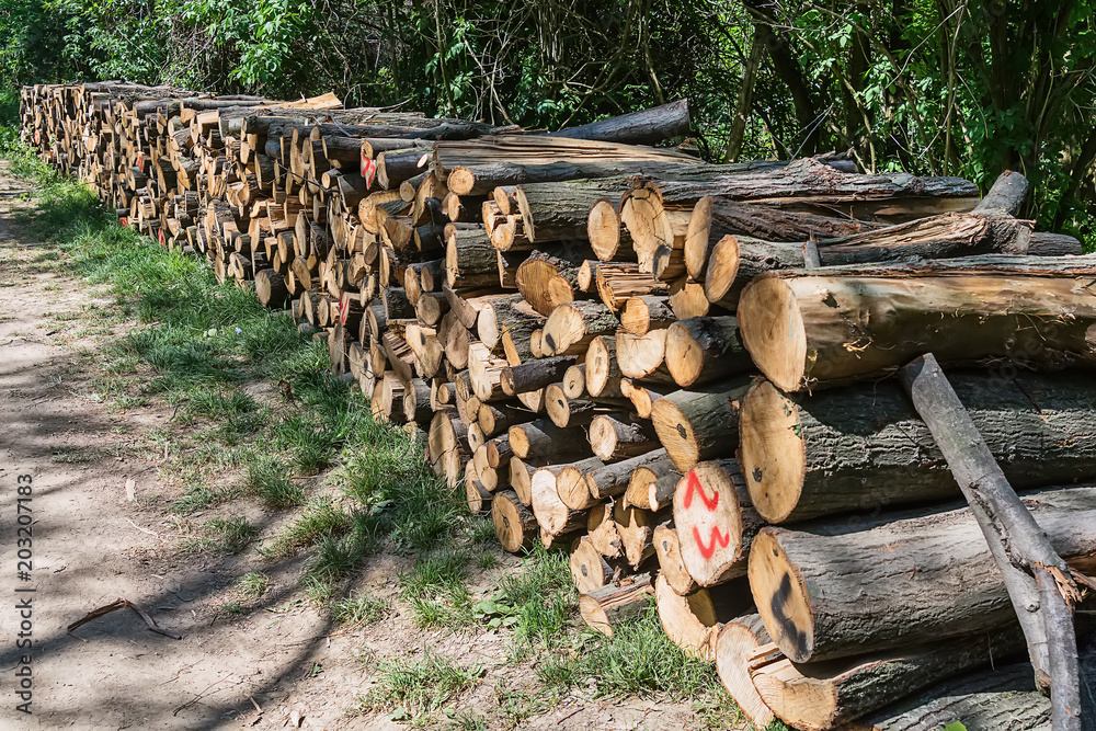 Fototapeta premium Pile of wood in the forest