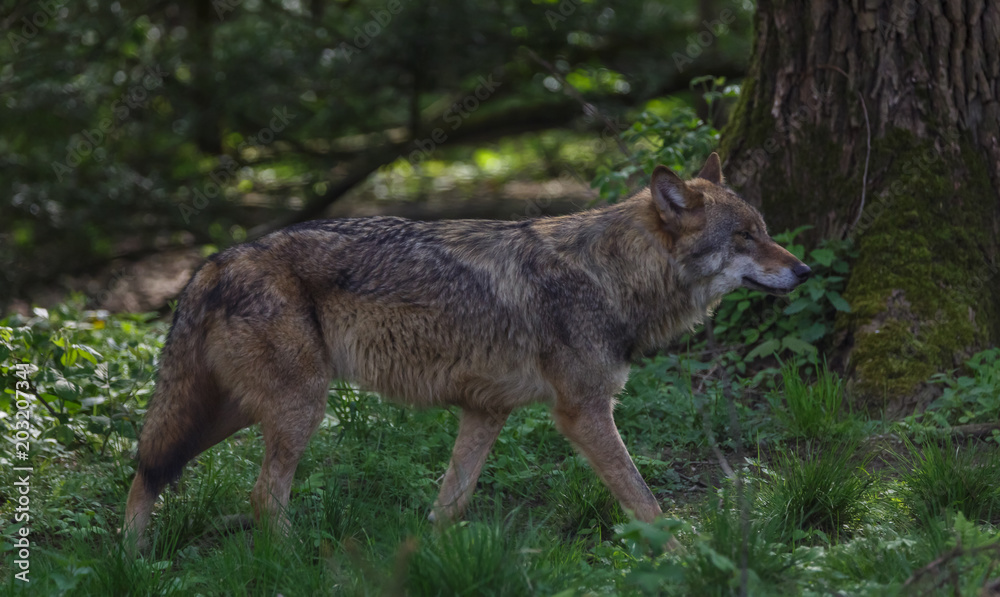 Wolves in forest Europe Germany Wolves in forest Europe Germany