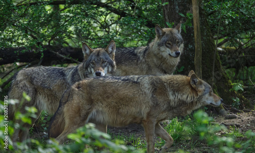 Wolves in forest Europe Germany