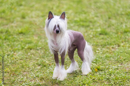 Tablou pe pânză Chinese crested hairless dog