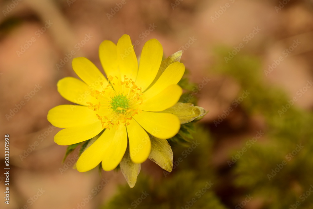 Sunny Adonis flower close up Sunny Adonis flower close up