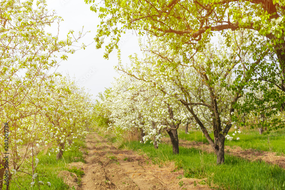 Cherry blossoms over blurred nature background Cherry blossoms over blurred nature background