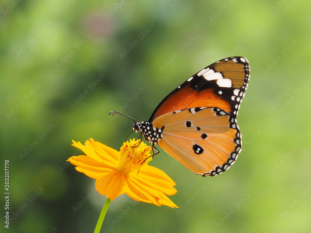 Orange butterfly on yellow flowers, background blurred Orange butterfly on yellow flowers, background blurred