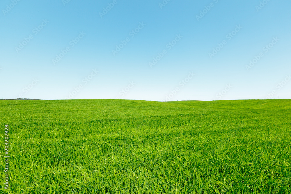 beautiful Green field