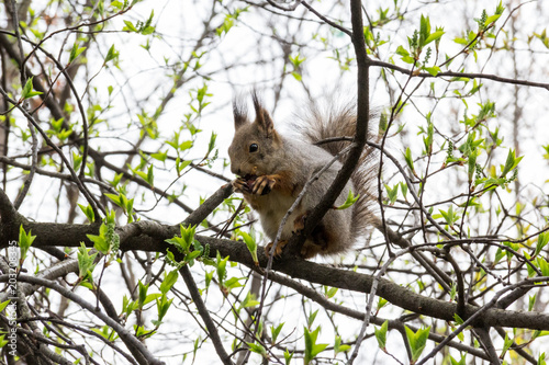 Squirrel (Sciurus vulgaris) sits on a branch in the park