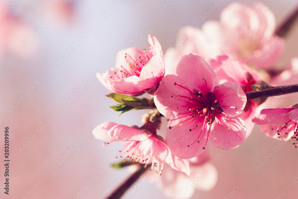 Obraz premium spring tree with pink flowers