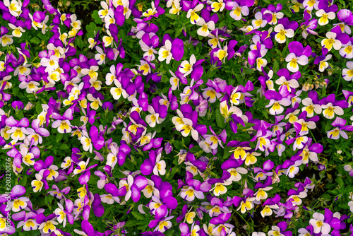 Flower background wall