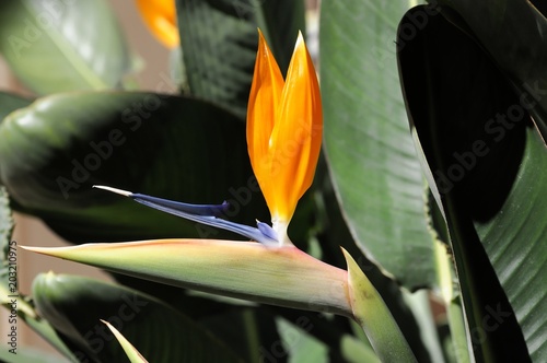 Strelitzie, Papageienblume (Strelitzia), Casino Park,Fürstentum Monaco, Europa photo