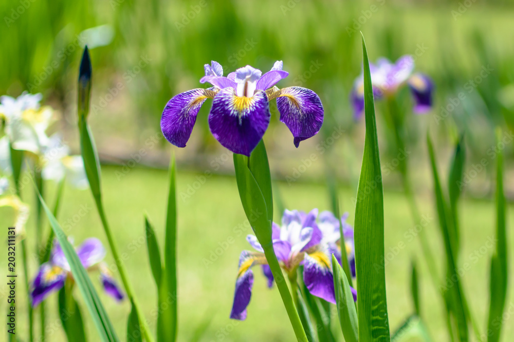 Beautiful purple, yellow, and white iris in the garden with blurred background Beautiful purple, yellow, and white iris in the garden with blurred background