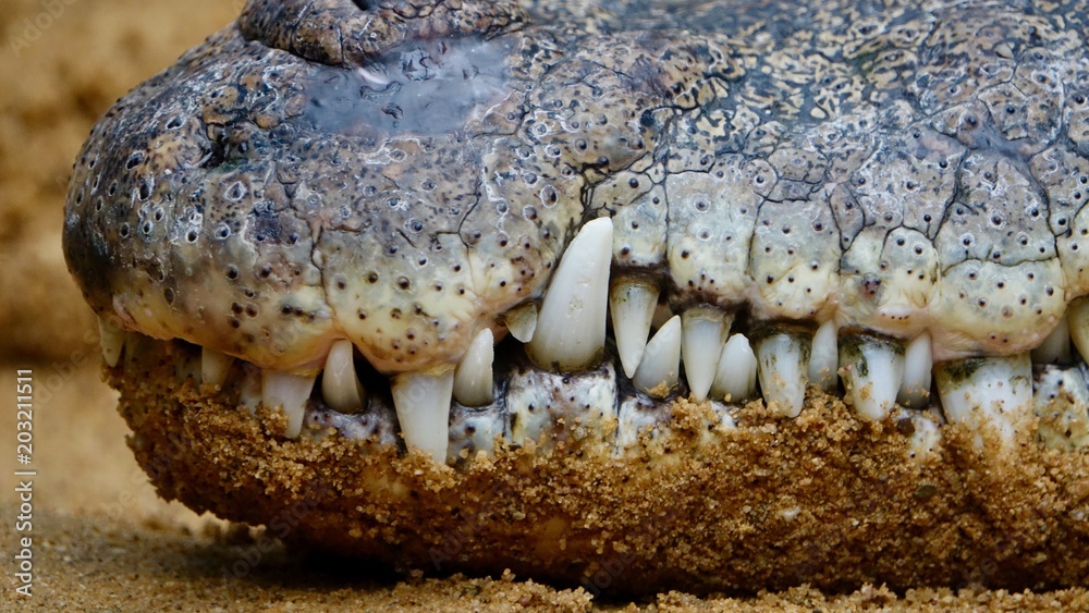 Fototapeta premium Alligator, Krokodil Nahaufnahmen aus den Everglades in Florida