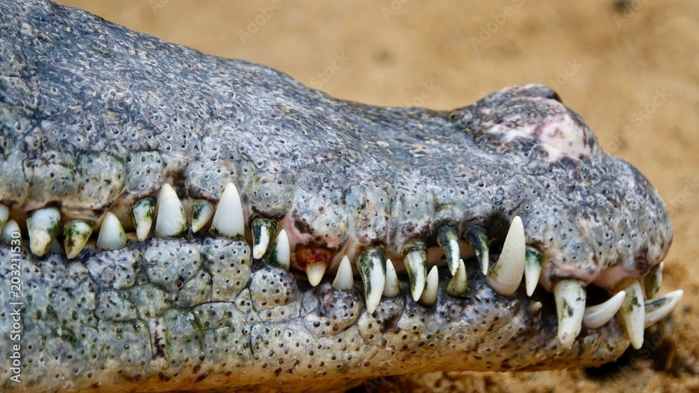 Fototapeta premium Alligator, Krokodil Nahaufnahmen aus den Everglades in Florida