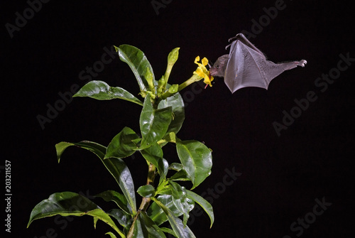 Pallas's Long-tongued Bat - Glossophaga soricina, new world leaf-nosed bat feeding nectar on the flower in night, Central America forests, Costa Rica.