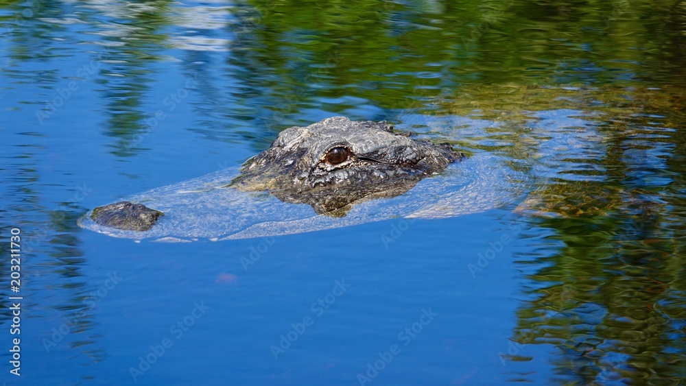 Alligator, Krokodil Nahaufnahmen aus den Everglades in Florida Alligator, Krokodil Nahaufnahmen aus den Everglades in Florida