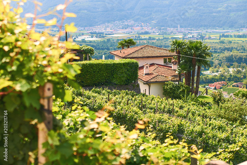 Schilderij op canvas Beautiful Swiss grapeyard in Alps, Canton of Ticino