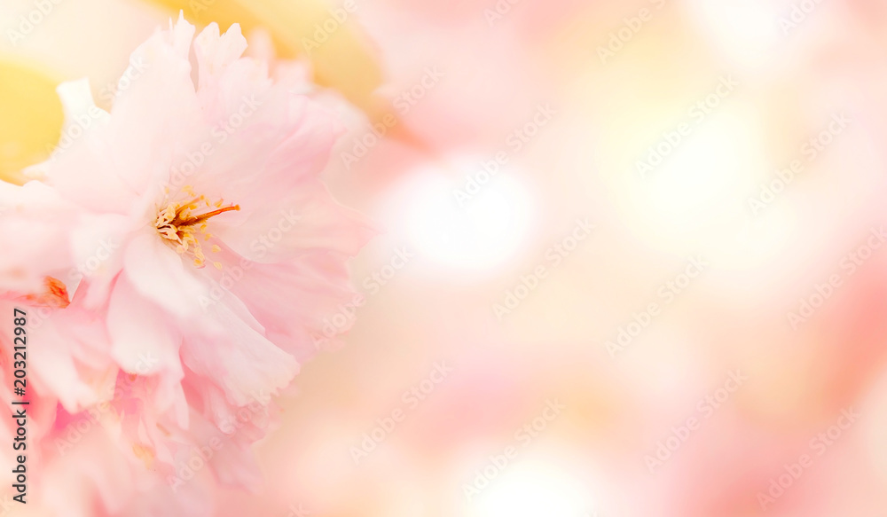 Tender pastel pink flower background