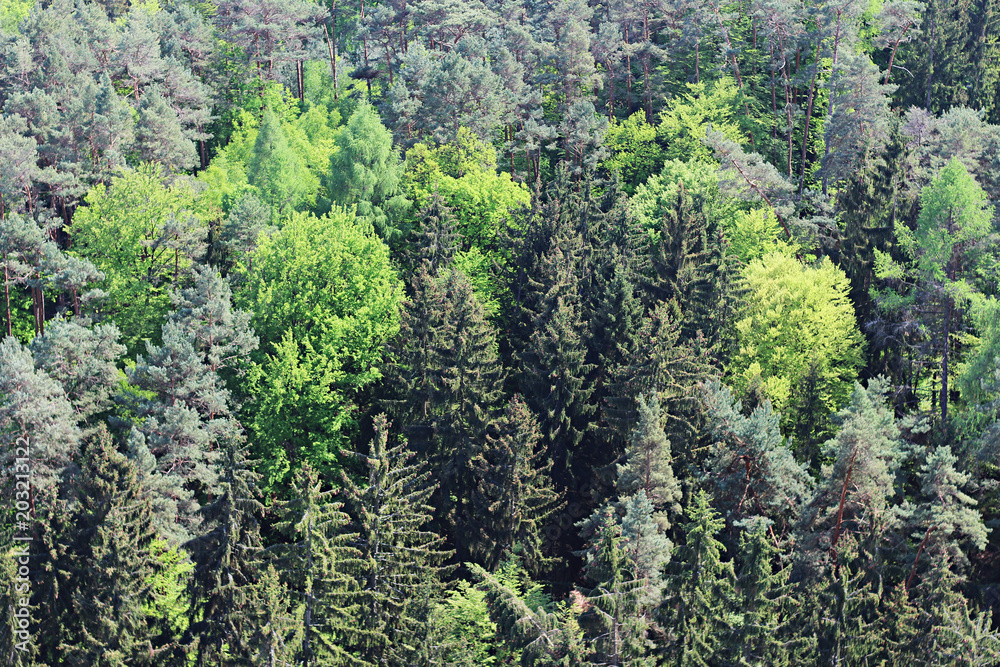 green wood background