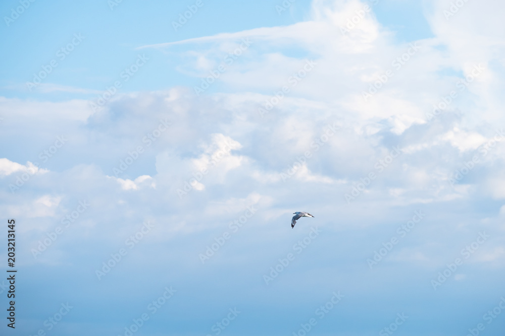 White bird flying in the blue sky with cloudy.