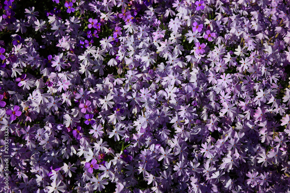 Blaukissen, Aubrieta deltoidea