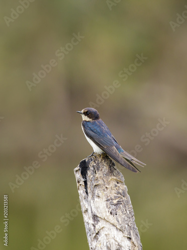 Image of Barn swallow bird (Hirundo rustica) on the stumps on the natural background. Bird. Animal. © yod67