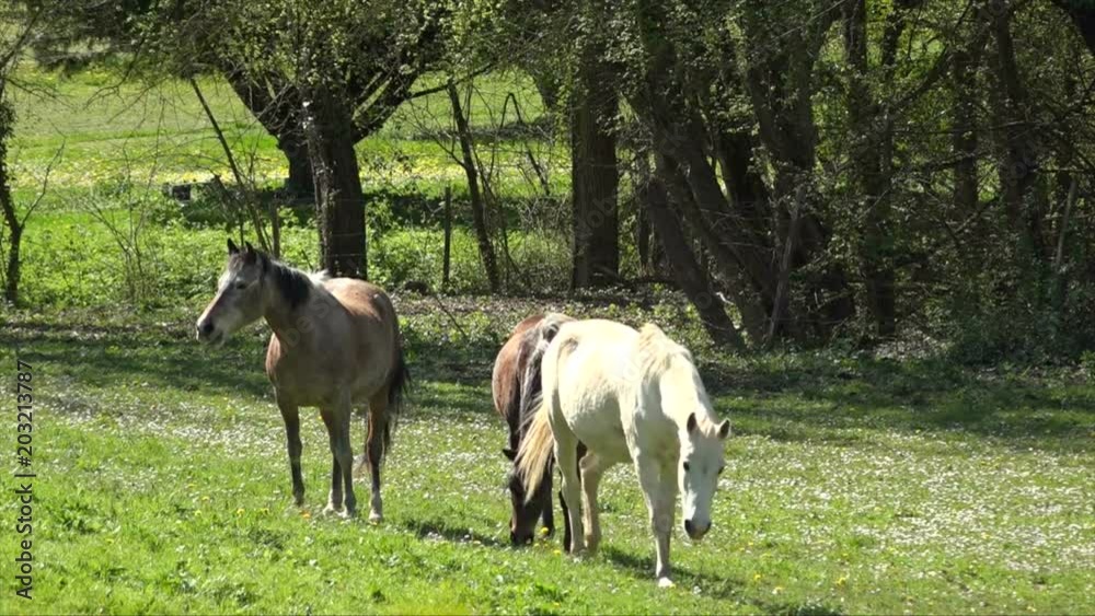 Horses eating grass on the field at spring time Horses eating grass on the field at spring time
