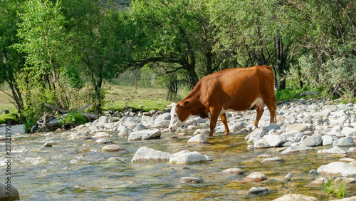 Brown cow walking on the stones and river © Evgenii Bakhchev