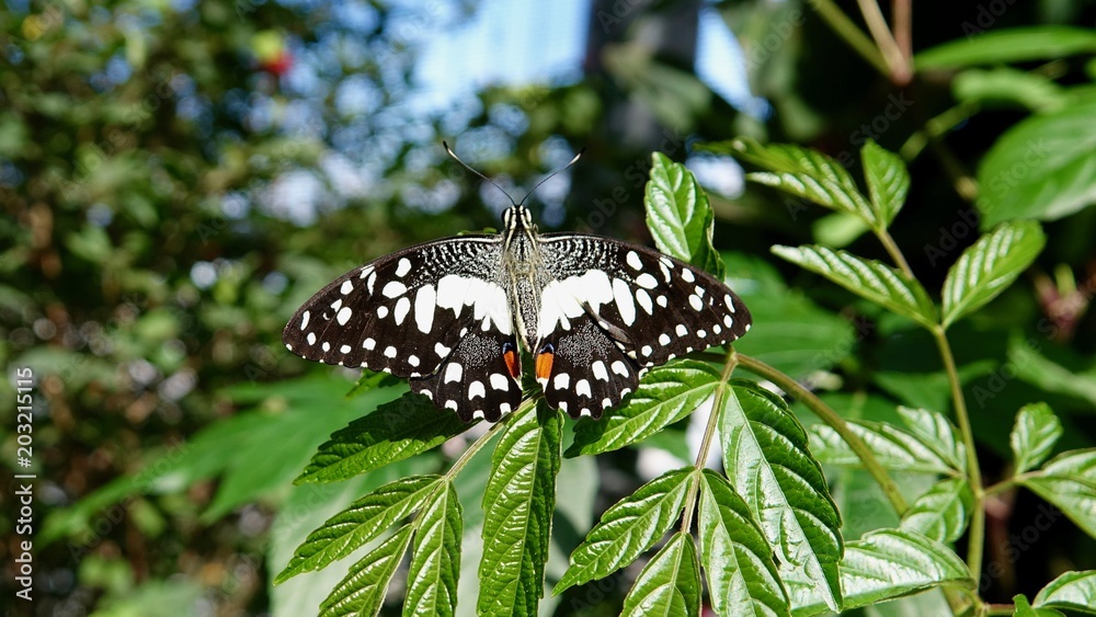 Tropischer Schmetterling, bunter Falter Tropischer Schmetterling, bunter Falter